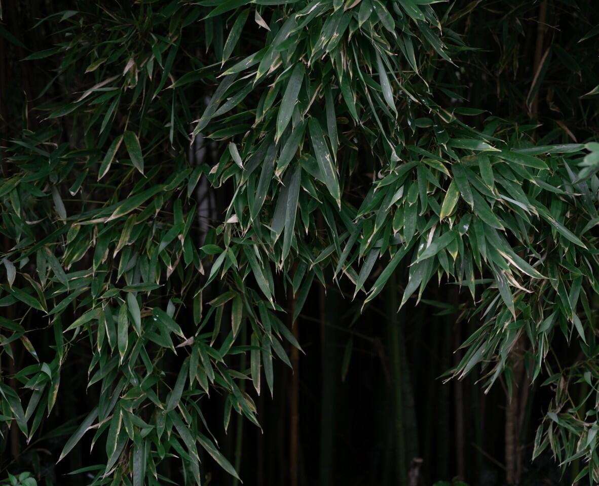 Cover photo of therealvivi