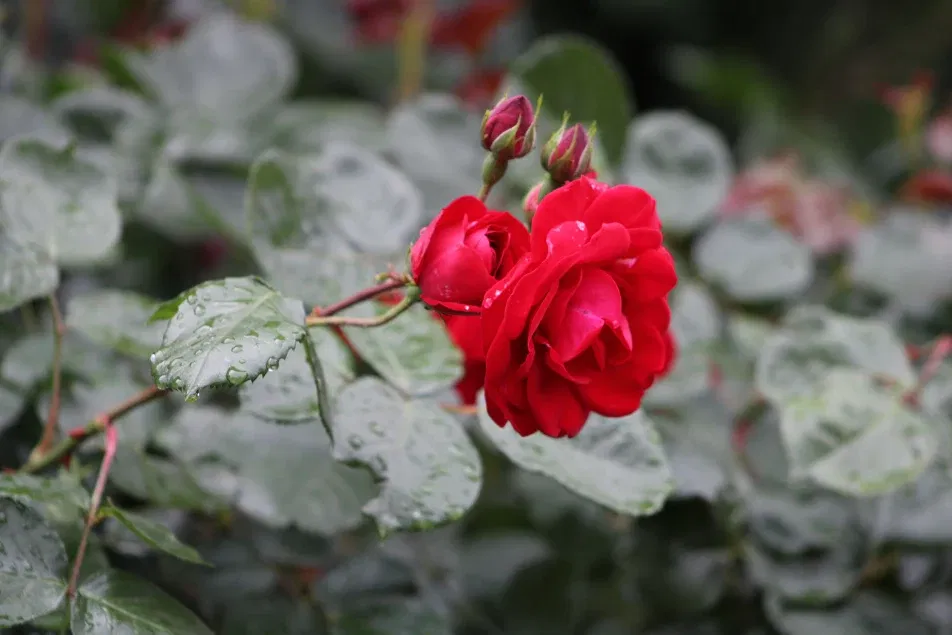 Cover photo of sweetblondie69