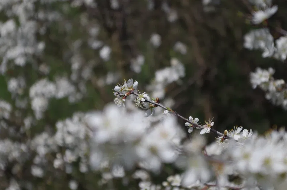 Cover photo of xmzantroph