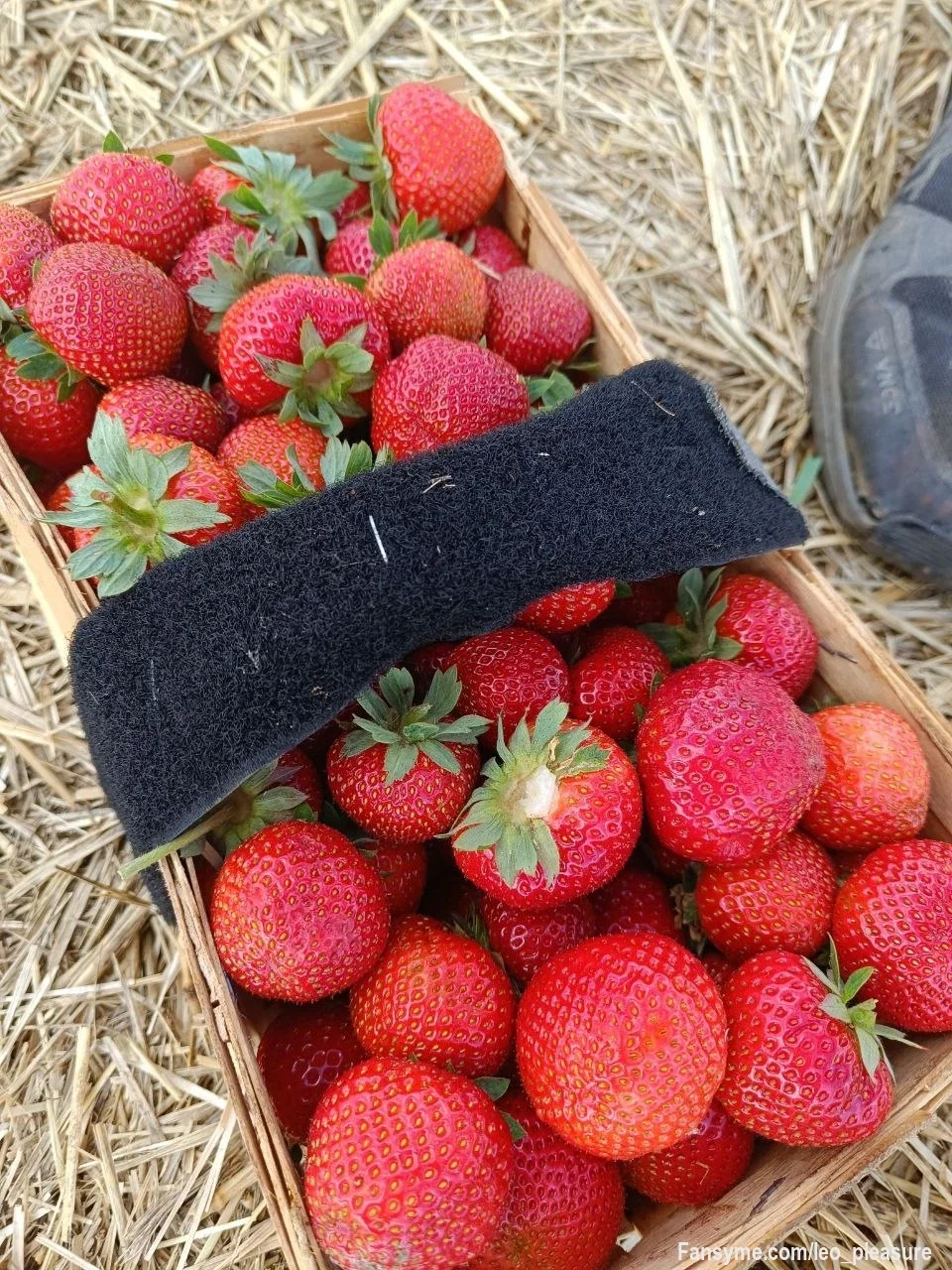 Süß ... saftig ... ein bisschen schmutzig … genau mein Geschmack ... sozusagen Boss🐭style ... Manche Früchte schmecken erst richtig ... wenn man sie langsam genießt ... das gilt auch für Pflaumen 🫢😆😏